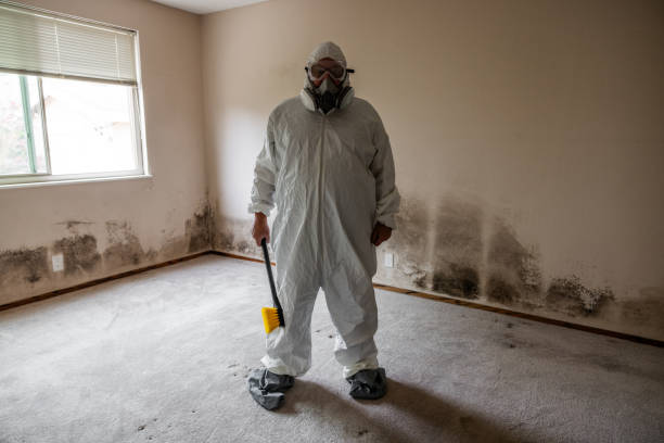 Best Health and Safety Mold Remediation in Wolf Lake, MI